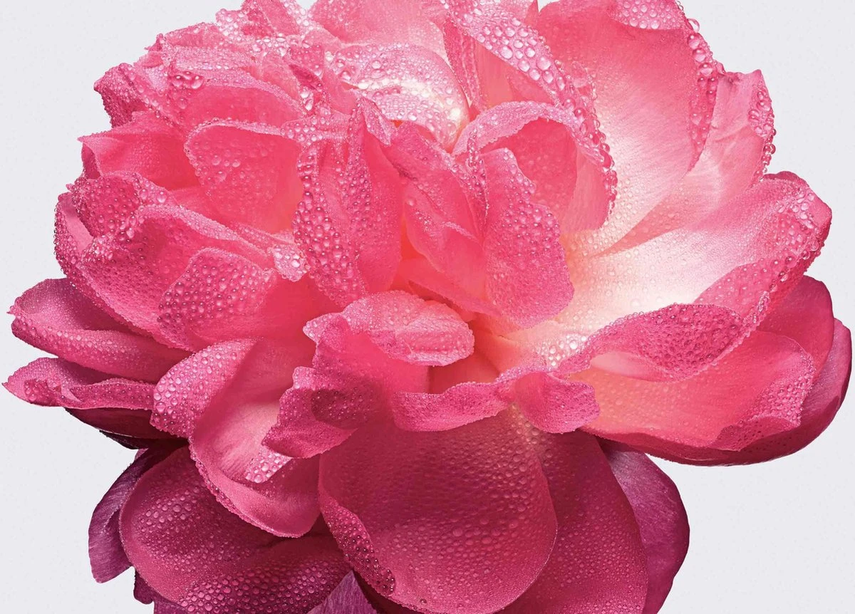 Miss Dior Absolutely Blooming 50 Ml - Eau De Parfum - Damesparfum 11 Miss Dior Absolutely Blooming 50 Ml - Eau De Parfum - Damesparfum - Afbeelding 9